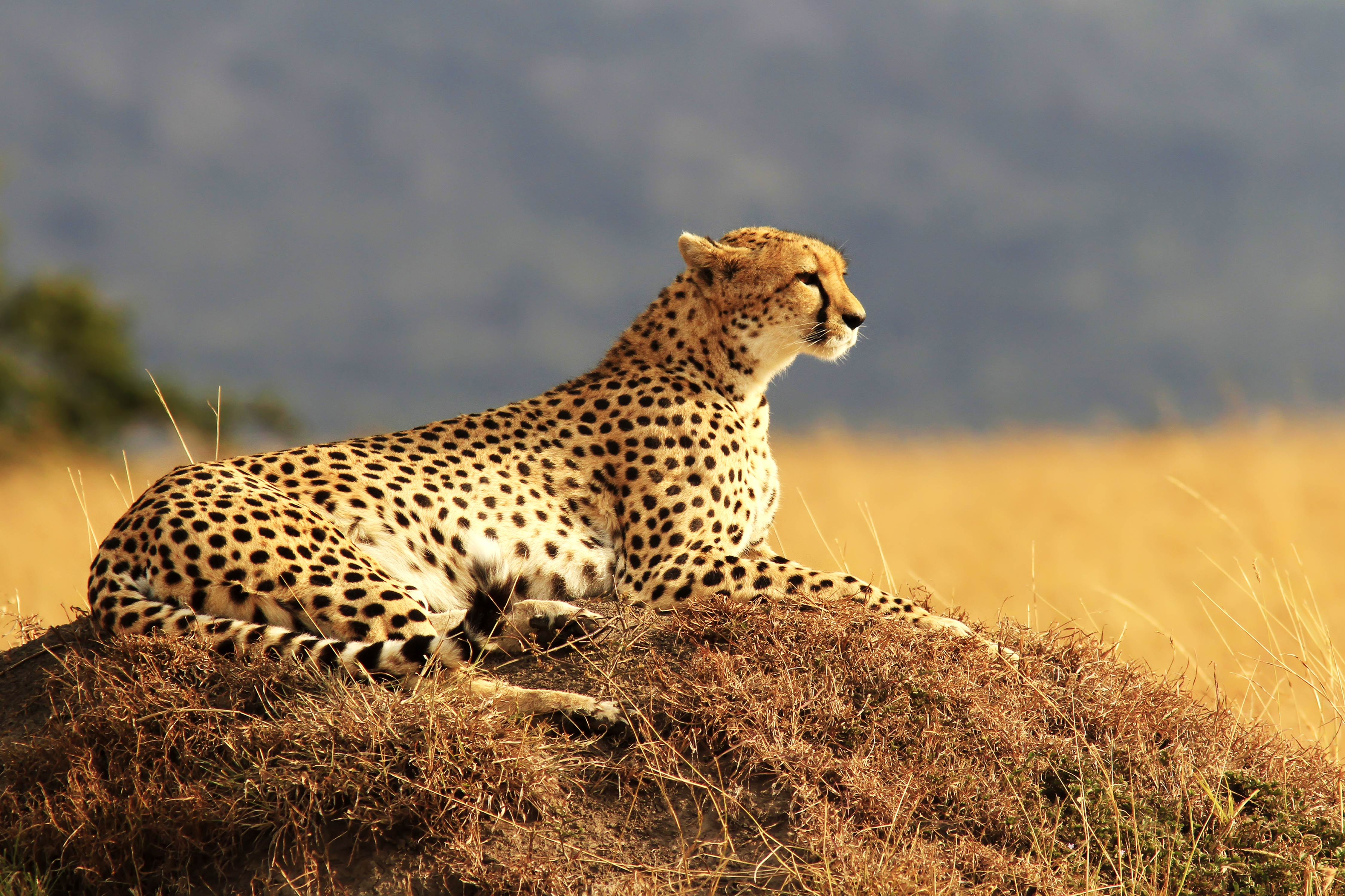 Wild life 4. Южноафриканский гепард. Cheetah (гепард). Африканская Саванна гепард. Леопард в саванне.