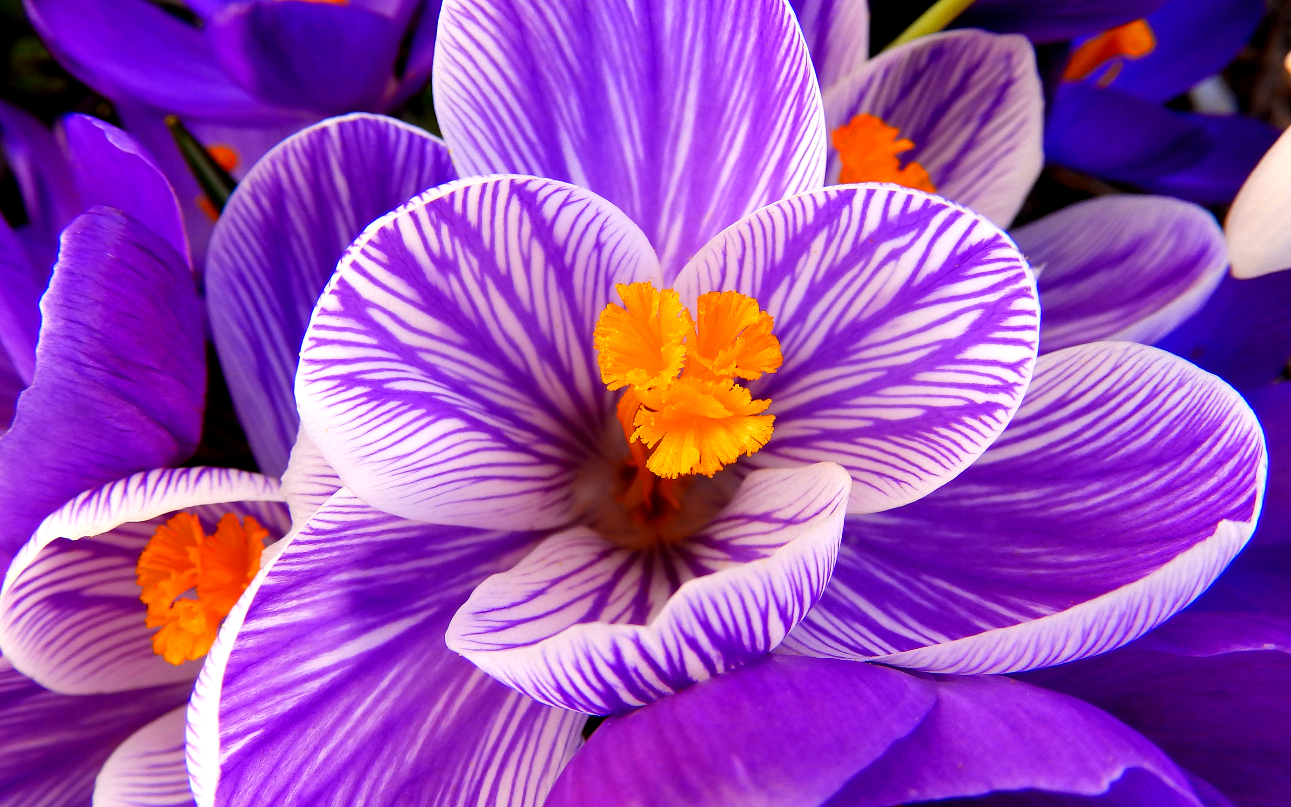 Крупный яркий цветок 4. Сиреневые цветы. Фиолетовые цветы.
