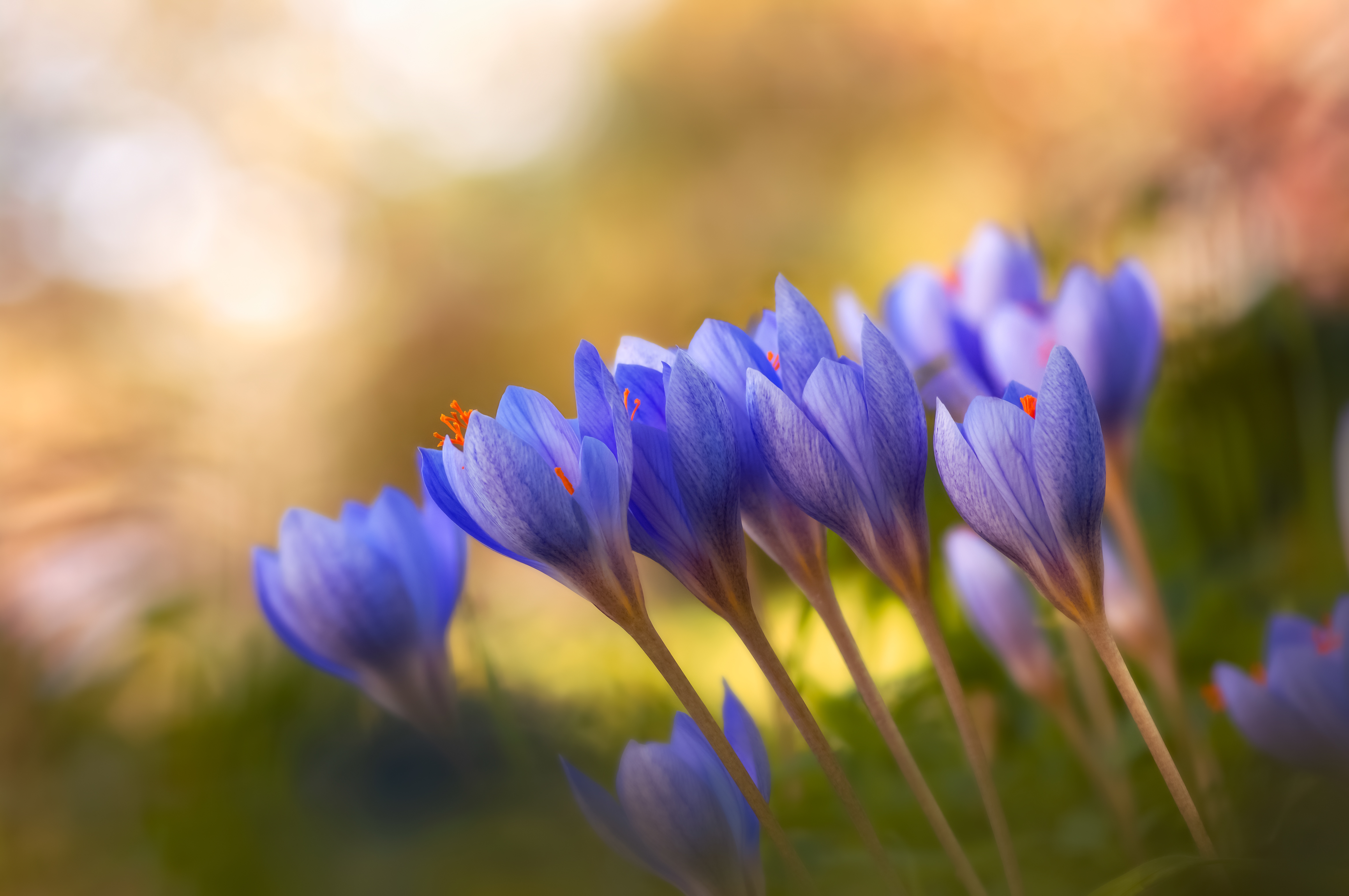 Первоцветы обои. Крокус Шафран синий. Весенние цветы первоцветы Крокус. Пролески, подснежники, крокусы. Подснежники Крокус голубые.
