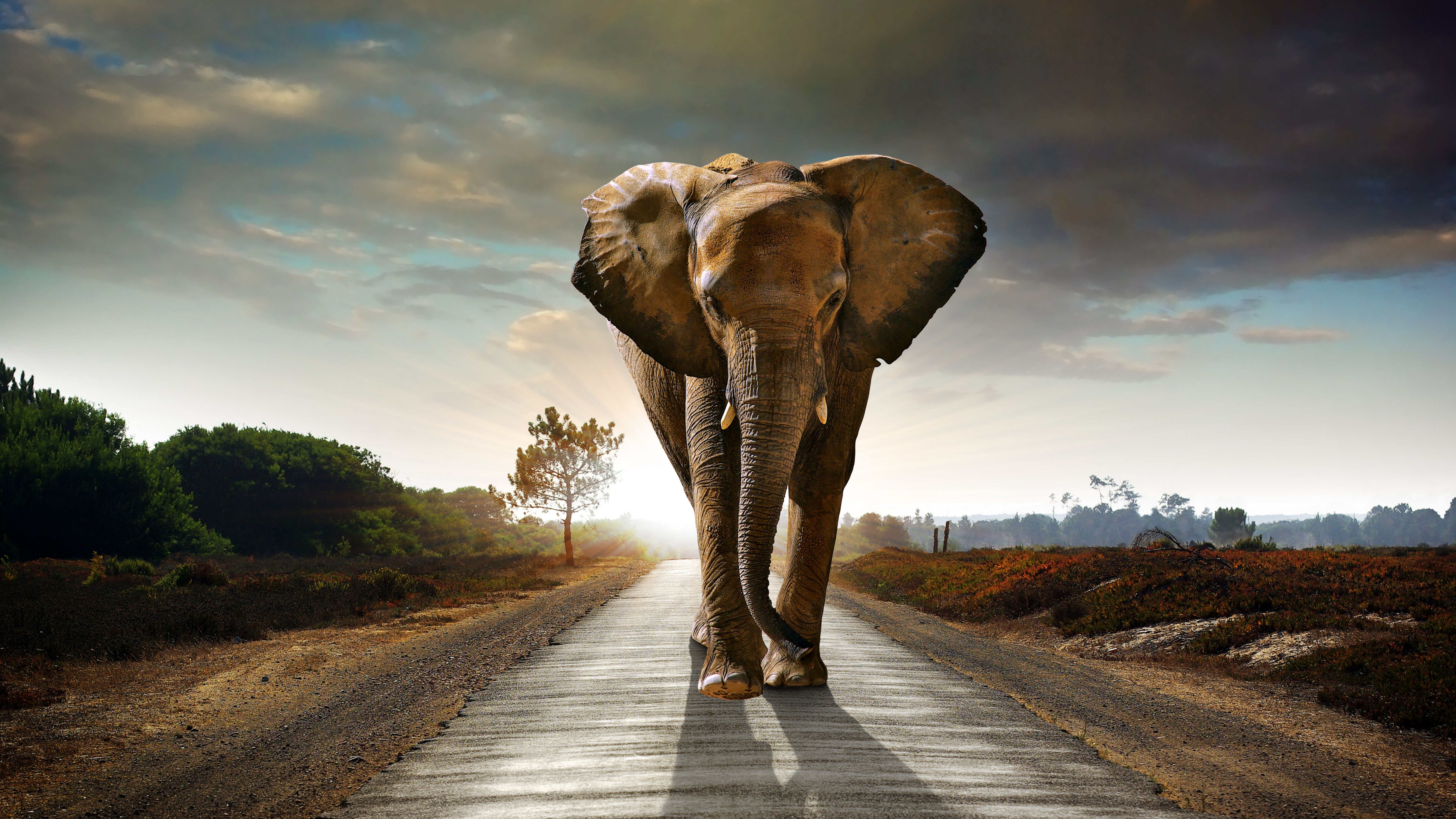 An elephant can climb. Слон. Красивые слоны. Слон на дороге. Заставка на рабочий стол слоны.