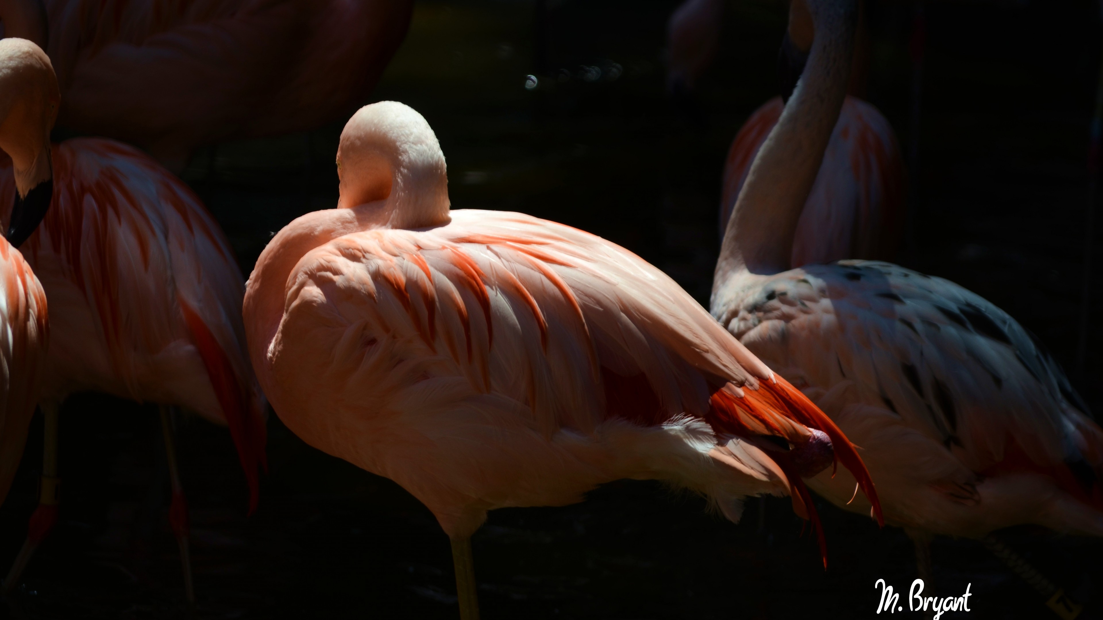 Фламинго обои