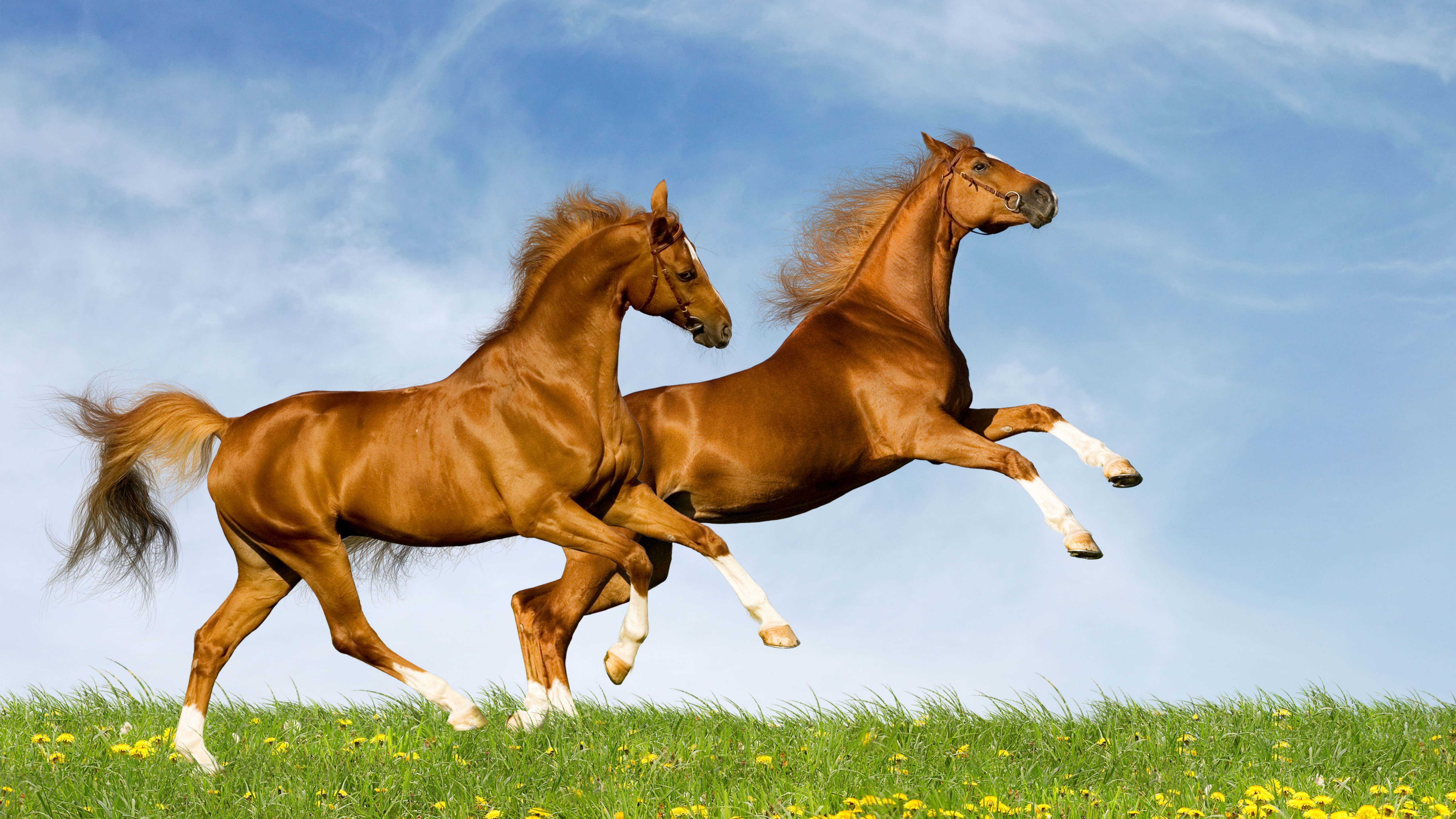Лошадь года 2021. Лошади. Животные лошади. Обои лошади. Красивые лошади.