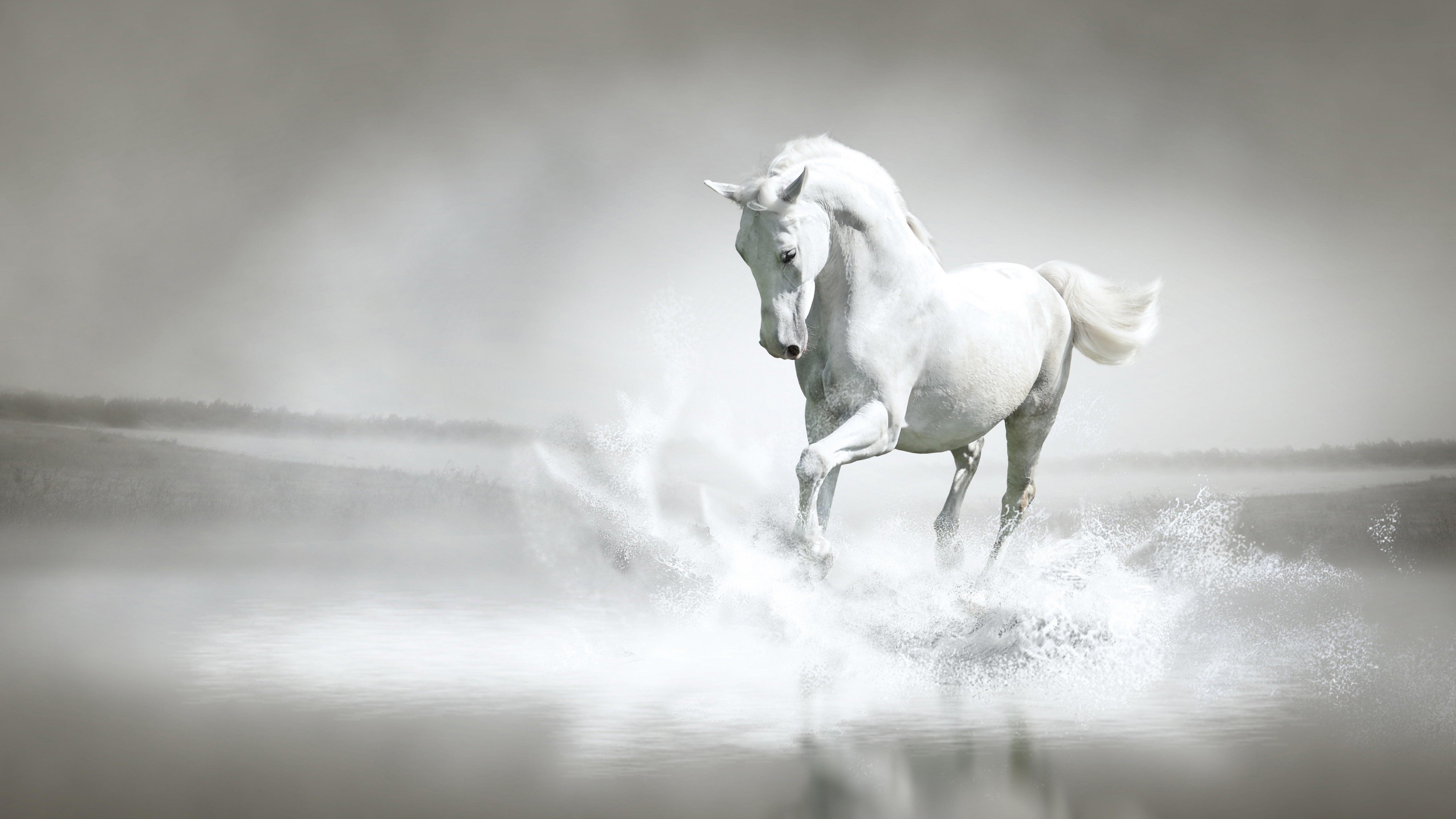 Horses song. Белая лошадь. Лошадь бежит. Лошади на рабочий стол. Красивая белая лошадь.