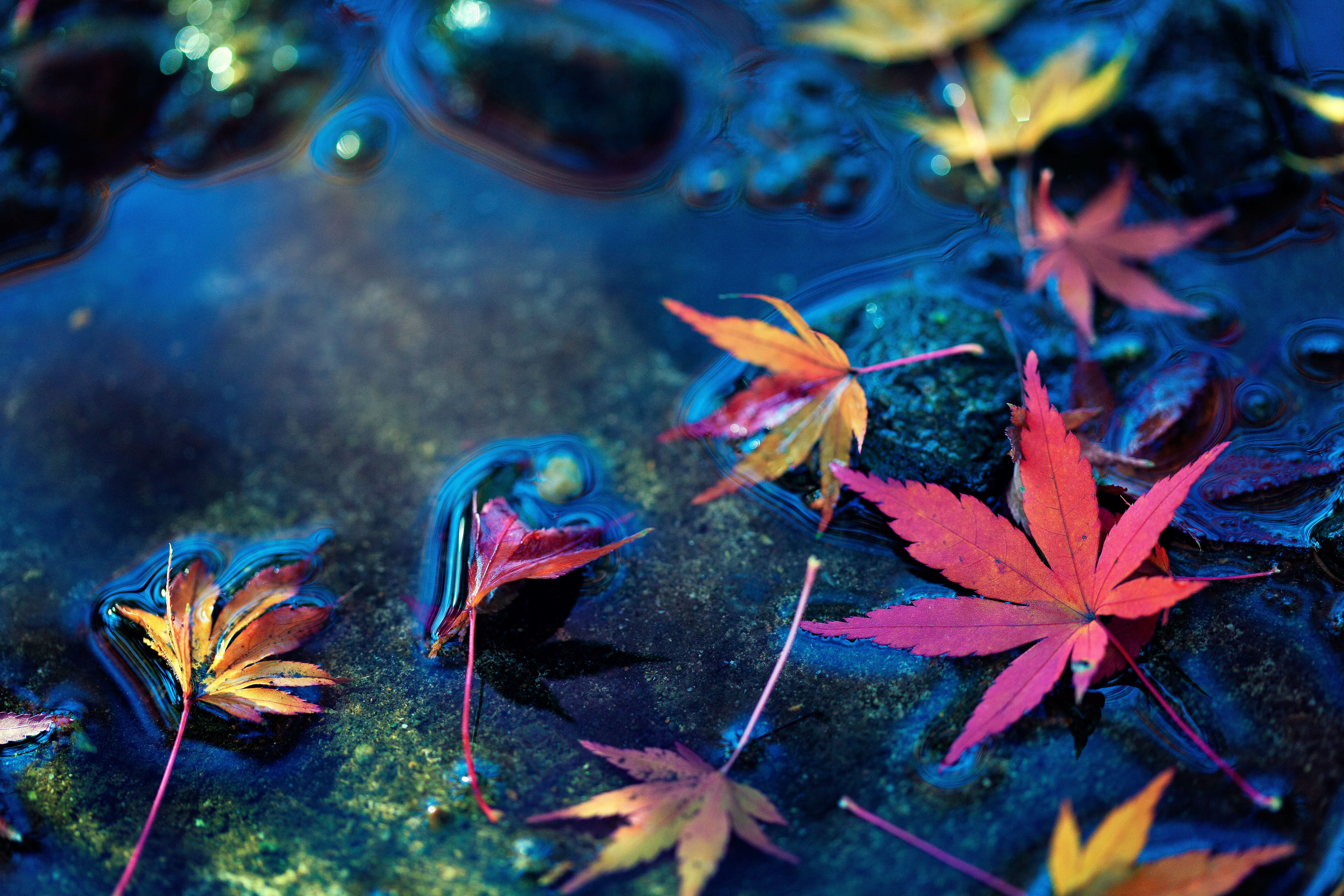 Листья в горячей воде. Осень листья. Разноцветные листья. Листья на воде. Осенние листья на воде.