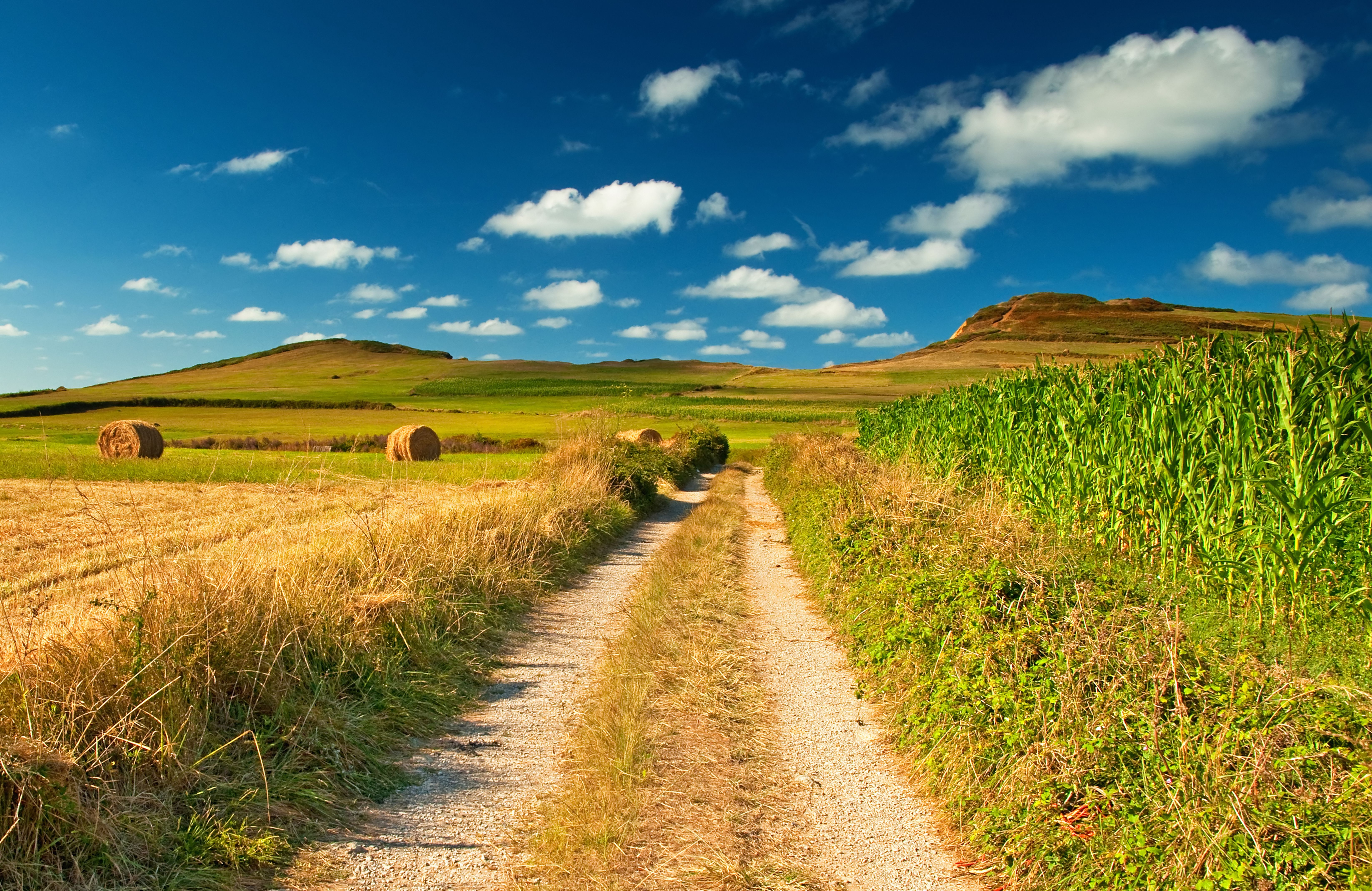 Как ясен август нежный и спокойный. Проселочная дорога поле пшеницы. Красивое поле. Природа поле. Пейзаж с дорогой.