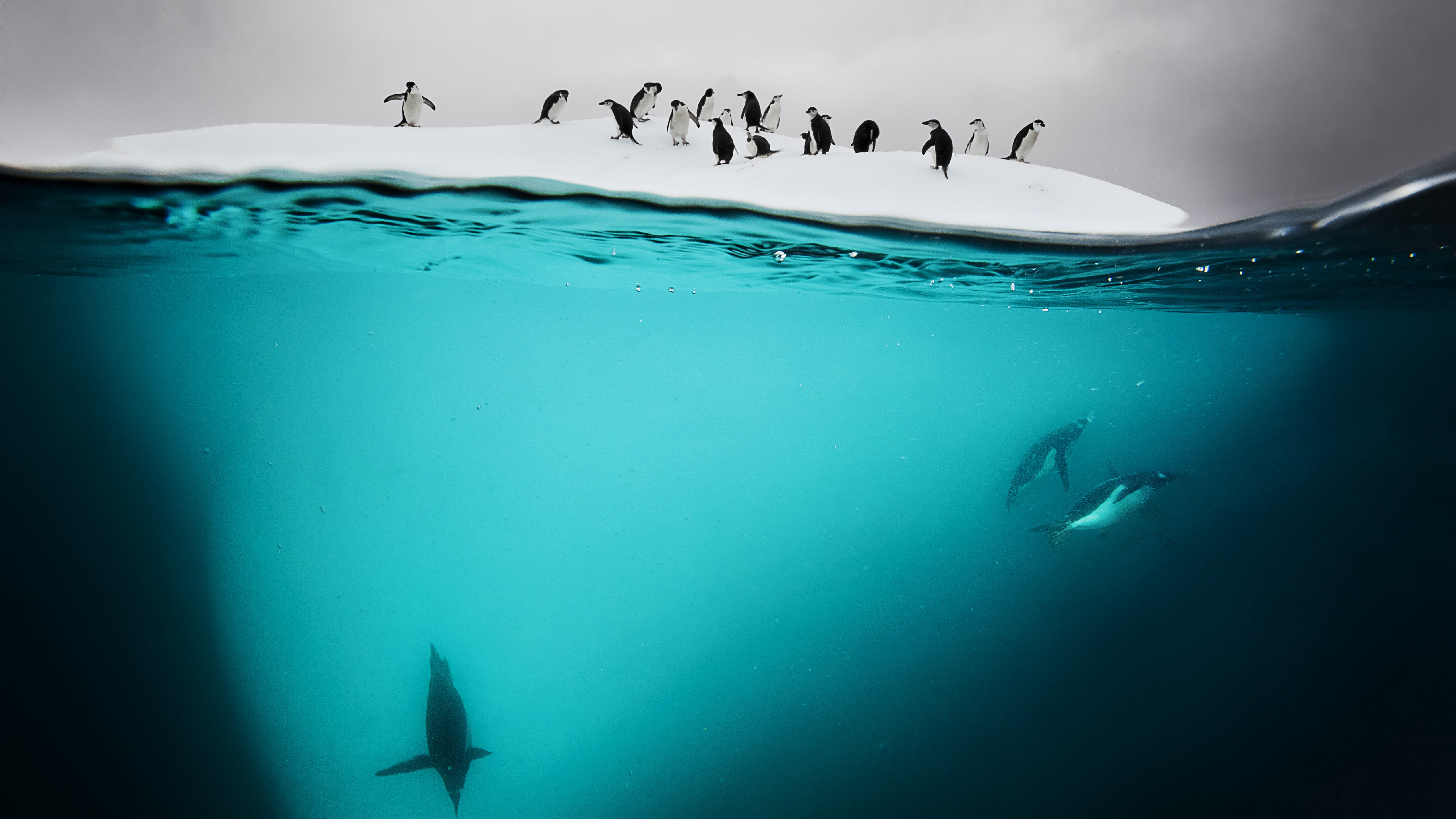 Лед 2 океан. Дэвид Дубиле. Море наполовину в воде. Океан под водой. Подводный мир Антарктиды.