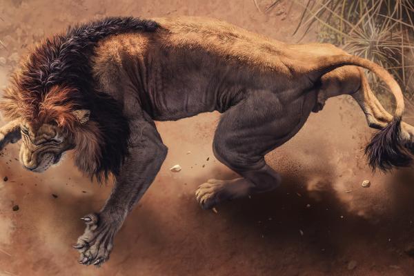 Африканский Лев, Дикие Животные, HD, 2K, 4K