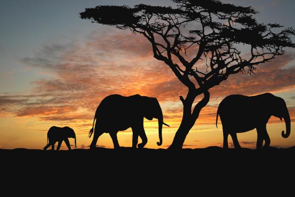 Африканская Саванна, Слоны, Закат, Силуэт, HD, 2K