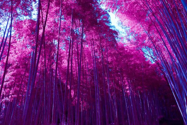 Arashiyama Bamboo Grove, Лес, Инфракрасный, Розовый, HD, 2K