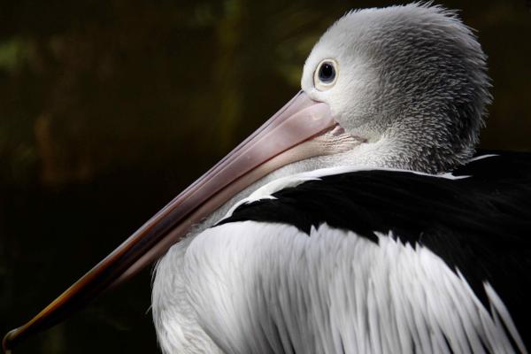 Австралийский Пеликан, Новая Гвинея, Крупный План, Белый, Серый, Птица, Животное, Природа, Туризм, HD, 2K, 4K