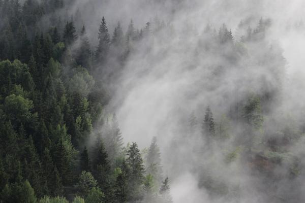Австрия, Лес, Туман, Туман, Сосны, HD, 2K, 4K, 5K