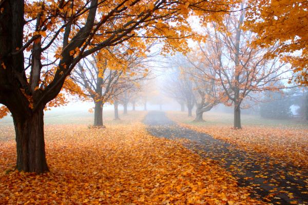 Осень, Листья, Дерево, Желтый, HD, 2K, 4K