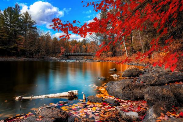 Осень, Листва, Озеро, Лес, Листья, HD, 2K, 4K