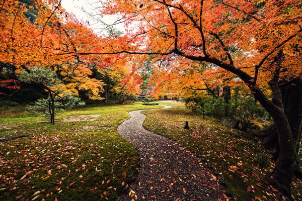Осень, Листья, Yoshikien Garden, Япония, HD, 2K, 4K, 5K