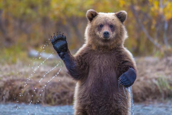 Медведь, Привет, Вода, National Geographic, Большой, HD, 2K, 4K