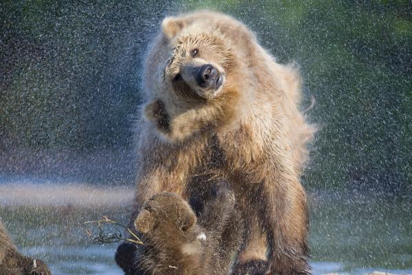 Медведь, Камчатка, Россия, HD, 2K, 4K