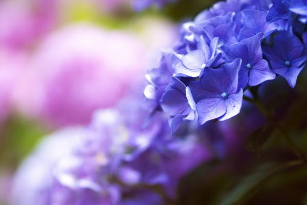 Beautiful Flowers, 4K Wallpaper, Blue, Spring, Macro, HD, 2K, 4K