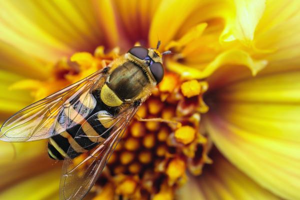 Пчела, Оса, Цветок, Желтый, Крылья, Макро, Полосы, Насекомые, HD, 2K, 4K