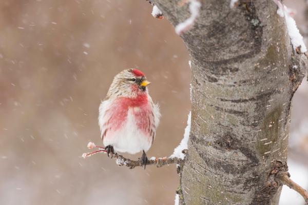 Птица, Снегопад, Зима, HD, 2K