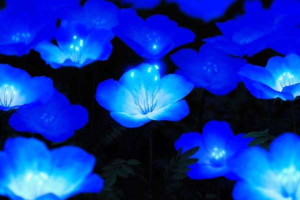 Голубые Цветы, Светящиеся, Ночь, 4К, 8К, HD, 2K, 4K, 5K