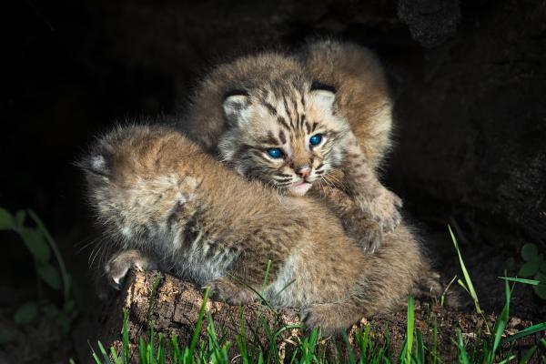 Bobcat Kitten, Голубые Глаза, HD, 2K, 4K