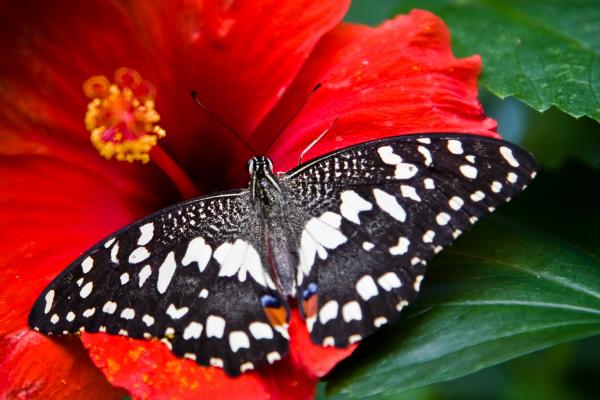 Бабочка, Черно-Белый, Насекомые, Цветы, Стекло, Природа, Сад, HD, 2K, 4K