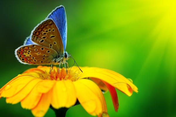 Бабочка, Насекомые, Цветы, Стекло, Природа, Сад, HD, 2K, 4K