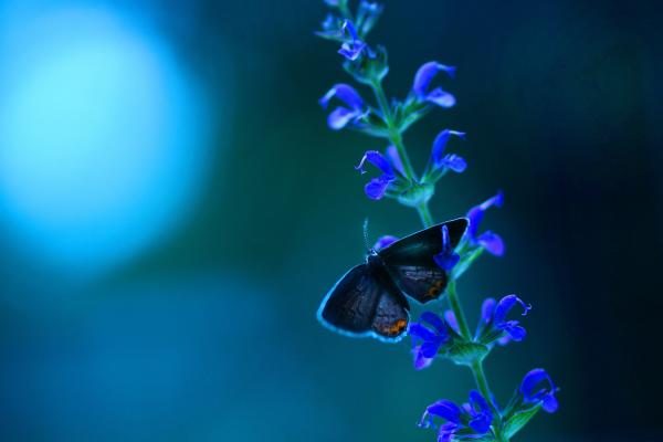 Бабочка, Цветы, Синий, HD, 2K, 4K, 5K
