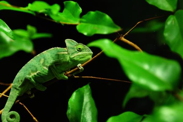 Хамелеон, Мадагаскар, Тропический Лес, Зеленый, Листья, Глаза, Черный Фон, HD, 2K, 4K