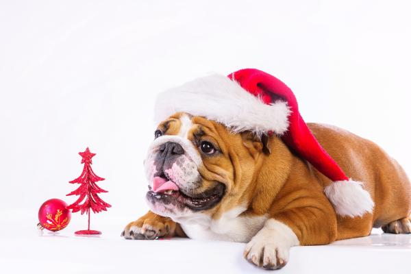Рождество, Новый Год, Dog, Cute Animals, HD, 2K, 4K