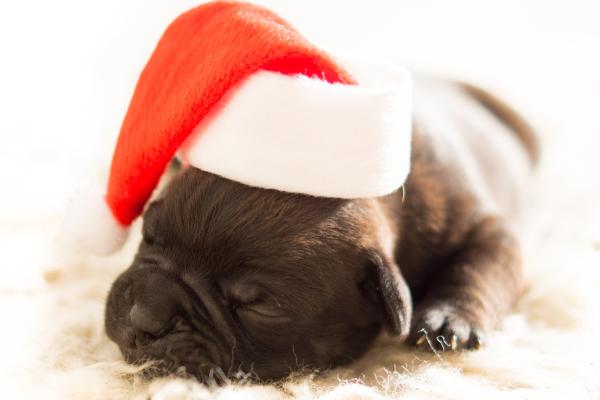 Рождество, Новый Год, Puppy, Cute Animals, HD, 2K, 4K