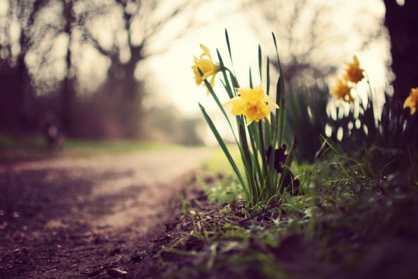 Нарциссы, Цветы, Весна, Природа, HD, 2K, 4K