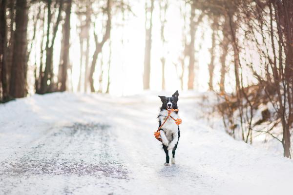 Собака, Милые Животные, Зима, Снег, Деревья, HD, 2K, 4K