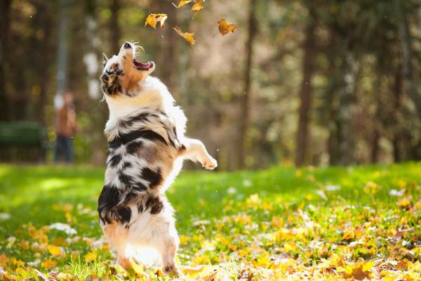 Собака, Щенок, Прыжки, Листья, Осень, Домашнее Животное, Зеленая Трава, Парк, HD, 2K, 4K
