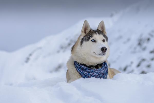 Собака, Хаски, Милые Животные, Снег, Зима, HD, 2K, 4K, 5K