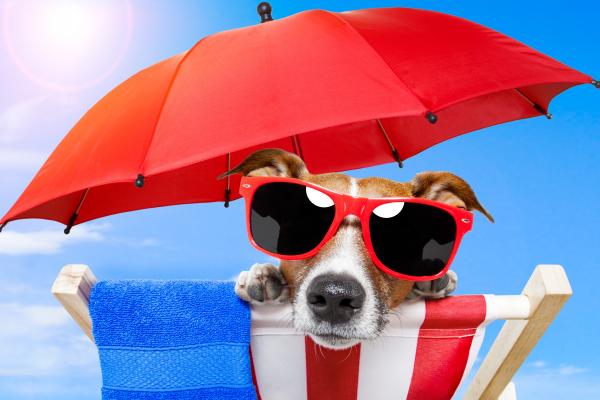 Собака, Щенок, Солнце, Лето, Пляж, Солнцезащитные Очки, Зонтик, Отпуск, Животное, Домашнее Животное, Небо, HD, 2K, 4K, 5K