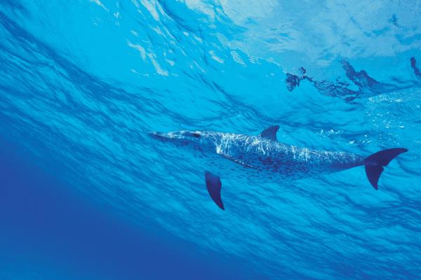 Дельфин, Подводный, HD, 2K, 4K