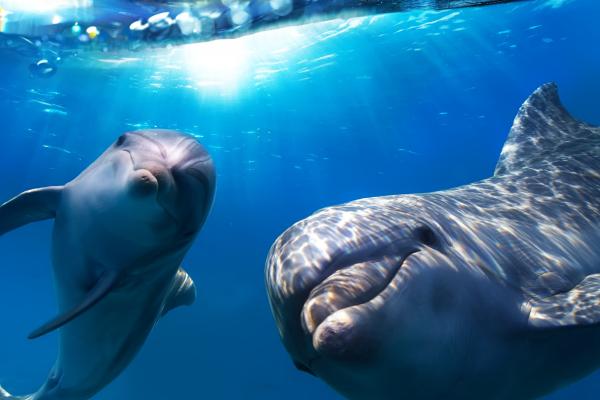 Дельфин, Подводный Мир, Лучшие Места Для Дайвинга, HD, 2K, 4K, 5K