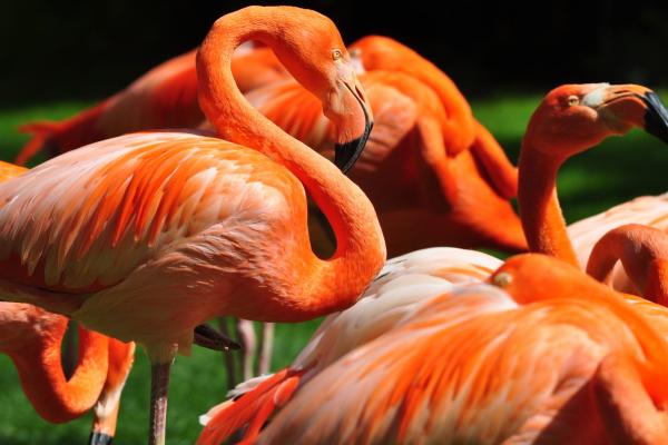 Фламинго, Солнце Диего, Зоопарк, Птица, Красный, Оперение, Туризм, Зеленая Трава, Туризм, HD, 2K, 4K