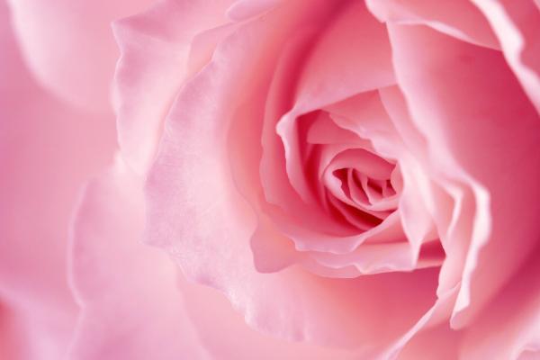 Цветок, Rose, Pink, HD, 2K, 4K