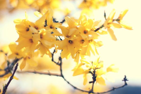 Цветы, Желтые, Ветка, Flowers, 4K Wallpaper, Yellow, Branch, HD, 2K, 4K