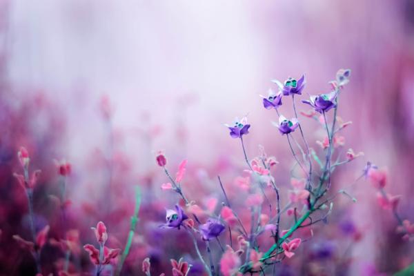 Цветы, Purple, HD, 2K, 4K