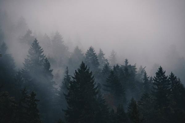 Туман, Деревья, Лес, HD, 2K, 4K