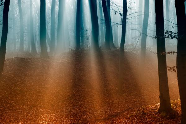 Лес, Деревья, Солнечный Свет, Туман, Осень, HD, 2K, 4K