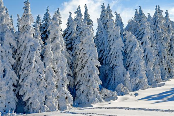 Лес, Дерево, Снег, Зима, HD, 2K, 4K
