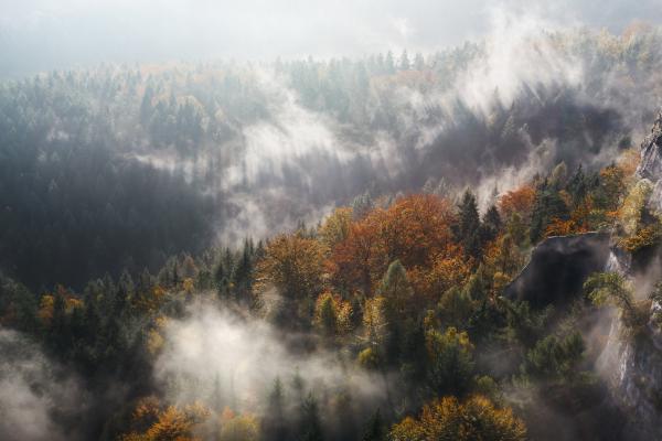 Лес, Туман, Деревья, Лес, HD, 2K, 4K