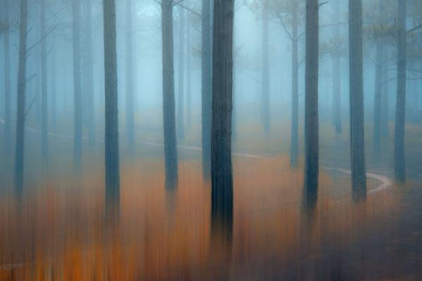 Лес, Деревья, Туман, HD, 2K, 4K, 5K