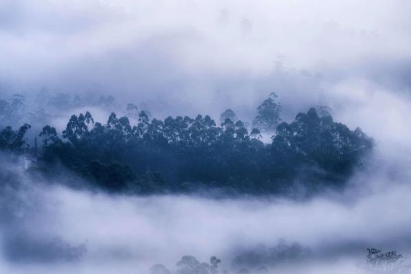 Лес, Туман, Муннар, Керала, Бинг, Microsoft, HD, 2K, 4K, 5K
