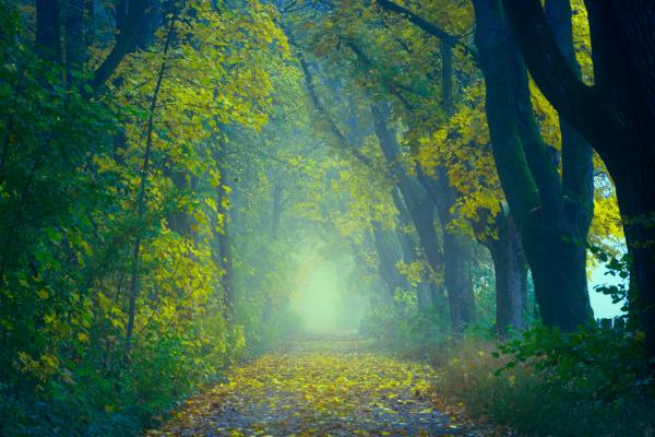 Лес, Осенняя Листва, Осень, Туманный, HD, 2K, 4K, 5K