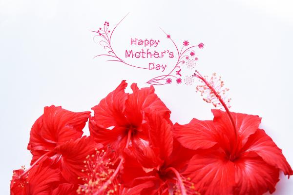 День Счастливой Матери, Цветы Гибискуса, Красные Цветы, HD, 2K, 4K, 5K
